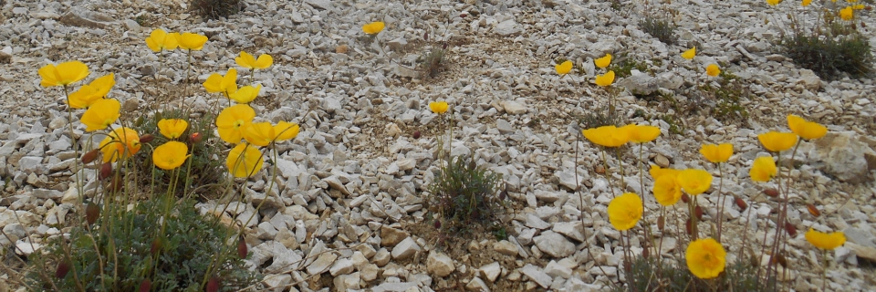 Il papavero alpino